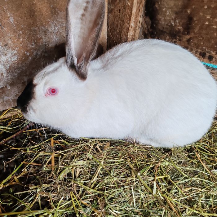 Iepuri uriaș transivania de vinzare