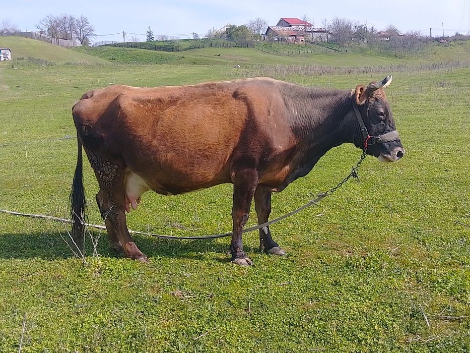 Vând  vacă gestantă in 7 luni jumătate