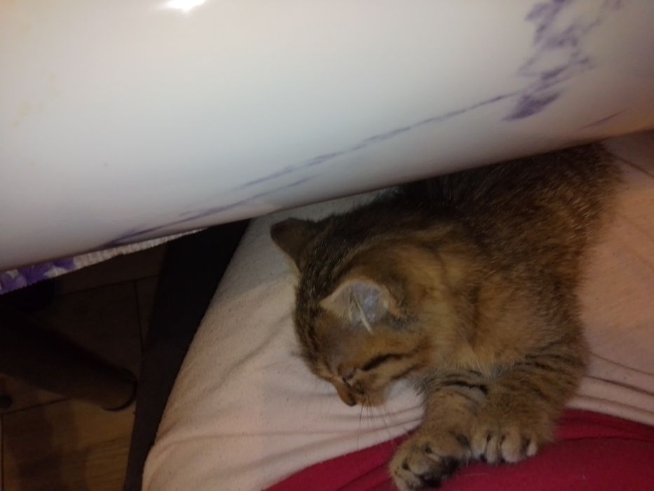 Donez pisică jucăușă și foarte draguta