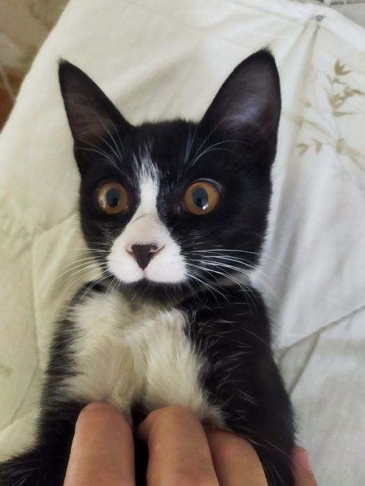 Котенок в добрые руки