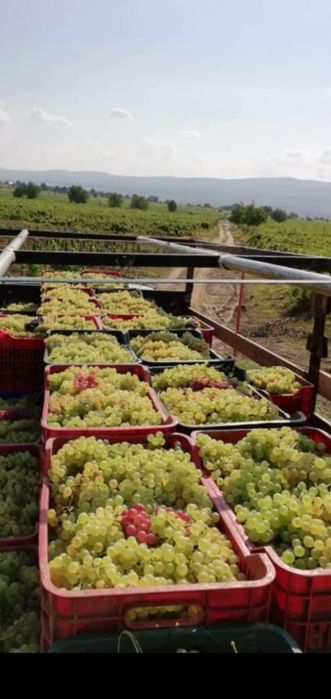 Vând struguri de vin
