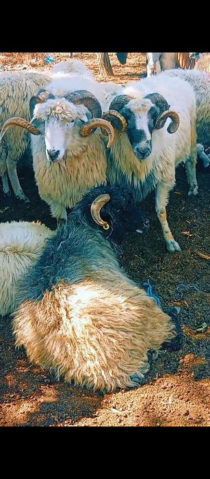 2 berbecii disponibilii