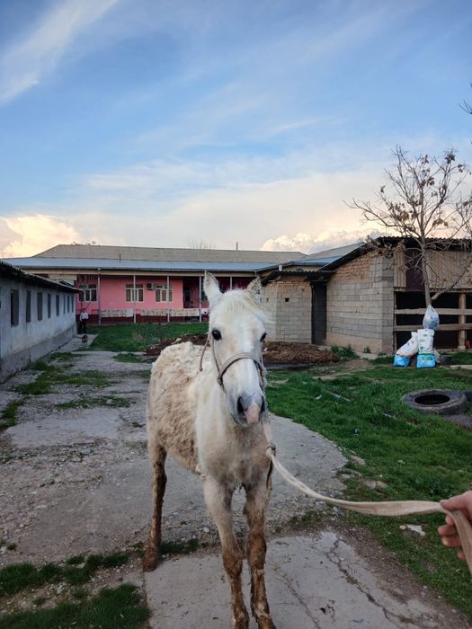Тай сатылады еркек