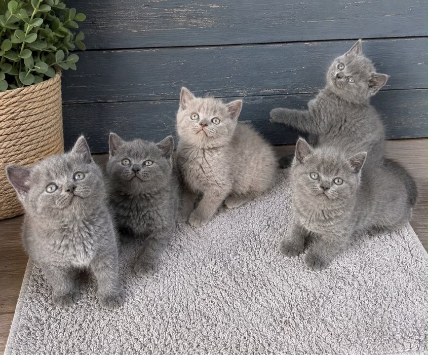 British Shorthair