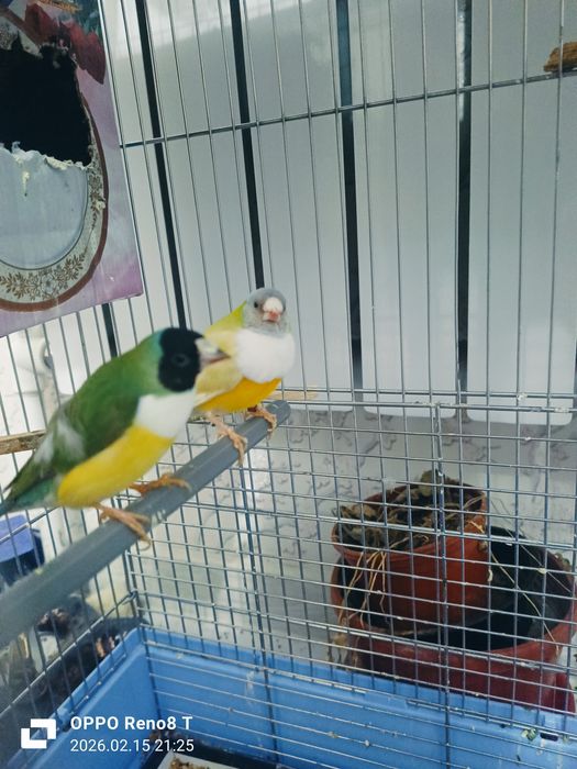 Amadina gulda privaznoyla