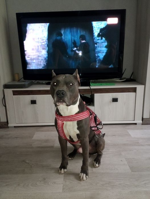 Вязка!!! не продажа!