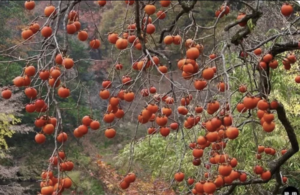 Kaki nikita’s gift ( rosseyanca diospyros’s x kaki )