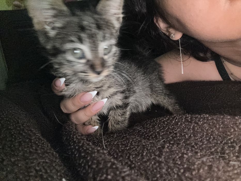 БЕСПЛАТНО отдаю котенка