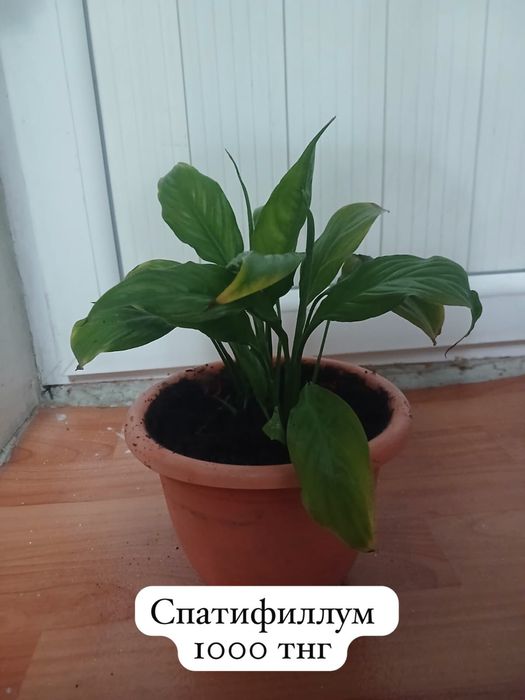 Домашние цветы ухоженные