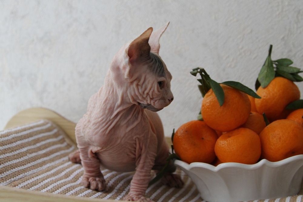 Котята канадского сфинкса. Доставка