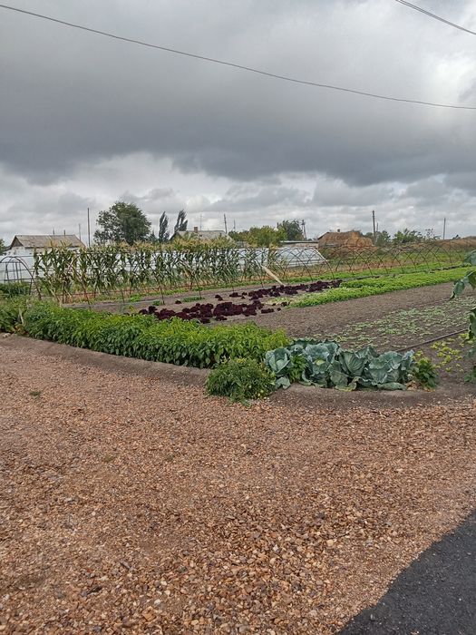 Картошка картофель домашний урожай.