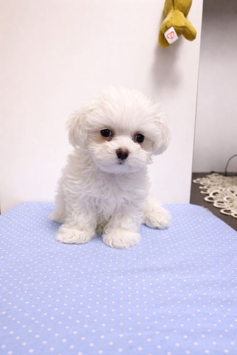 Bichon Maltez Mini Toy