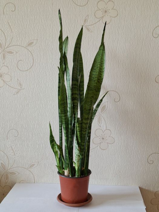 Сансевиерия (щучий хвост)
