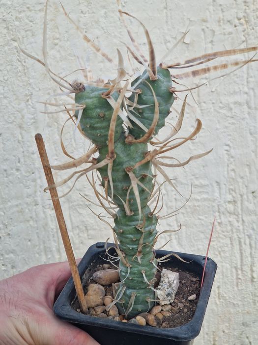 Необычный кактус с бумажной колючкой