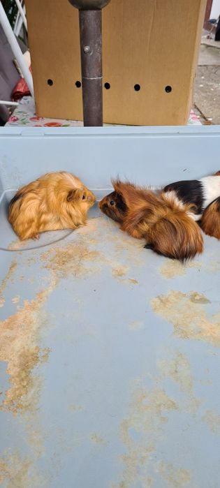 Porcușori de guineea