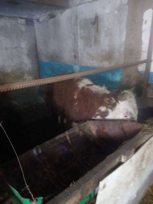 Продаются бычки.