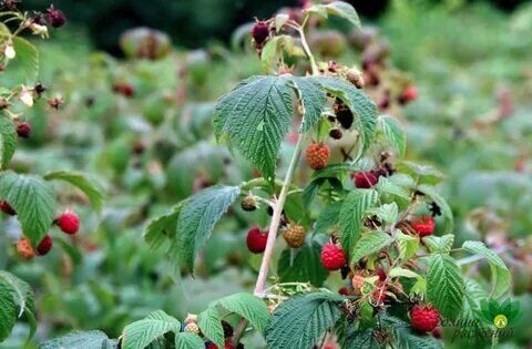 Саженец красной малины