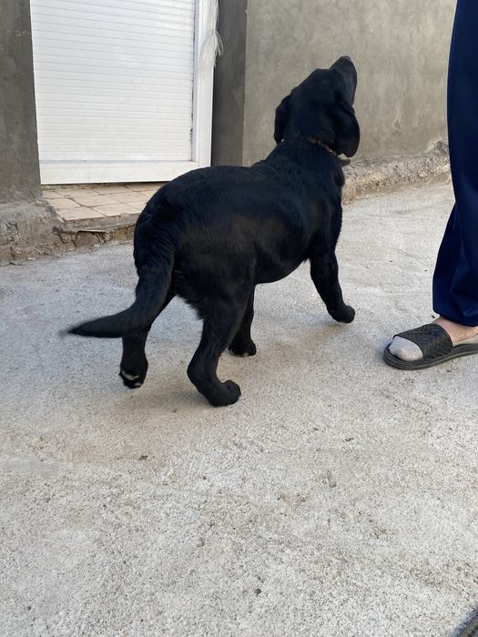 Продается Лабрадор
