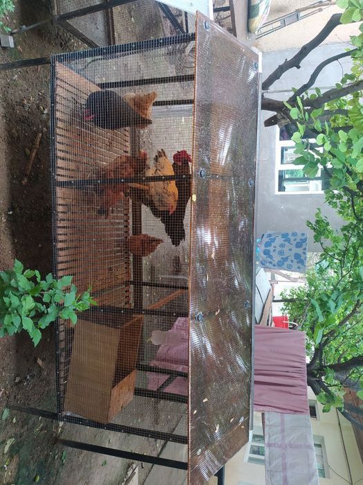 Tovuqxona sotiladi tovuqlari bilan