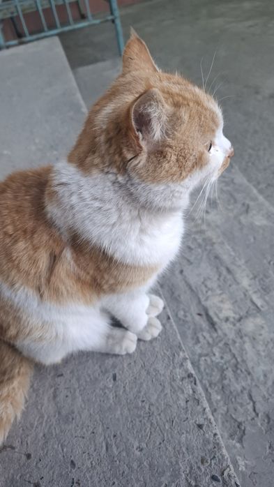 Кот находится в заботливых руках.