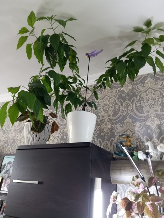 Продам продам продам