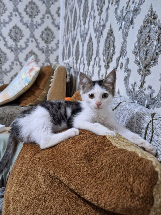 Котёнок даром в добрые руки