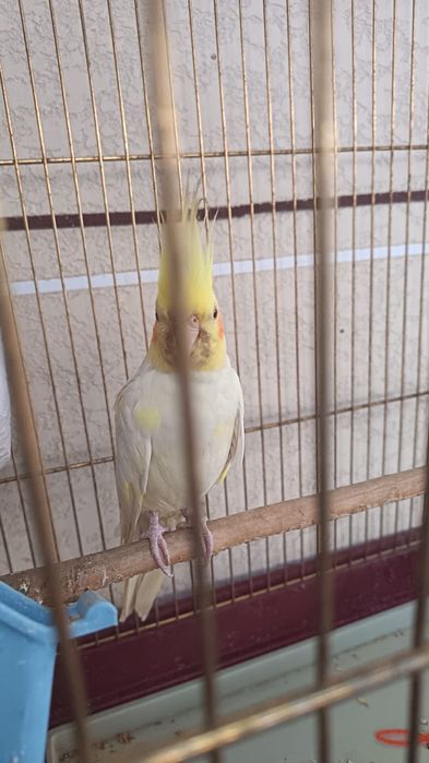 Домашние птицы - попугай