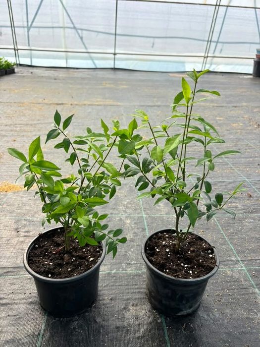 Огнен Храст/ Euonymus alatus