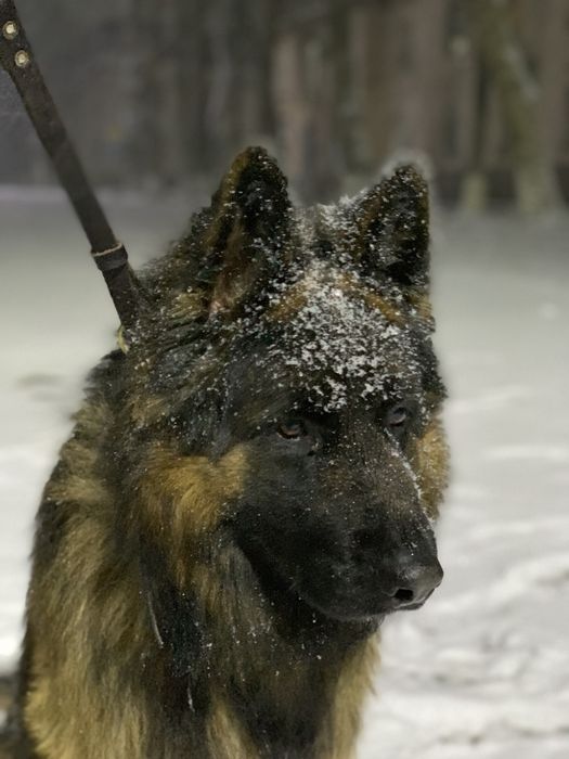 Кобель НО черпашный,д/ш для вязки.Привит, от титулованных родителей.