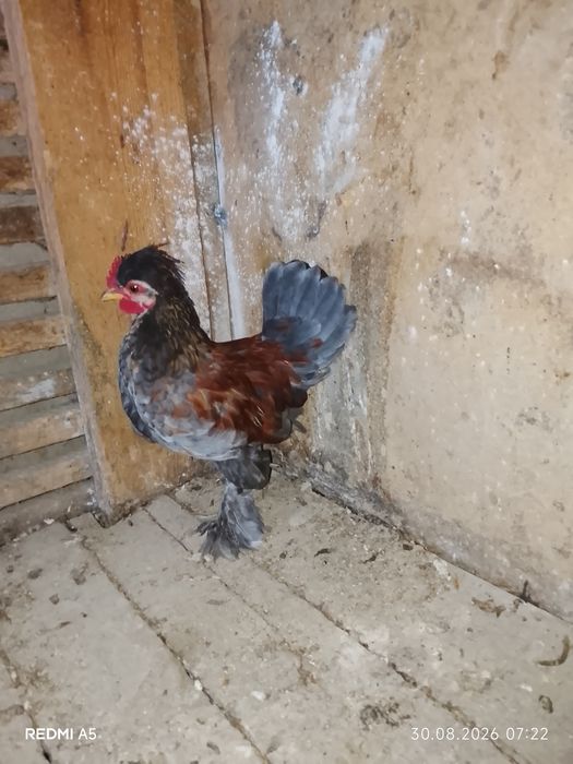 Продам алтайских бентамок