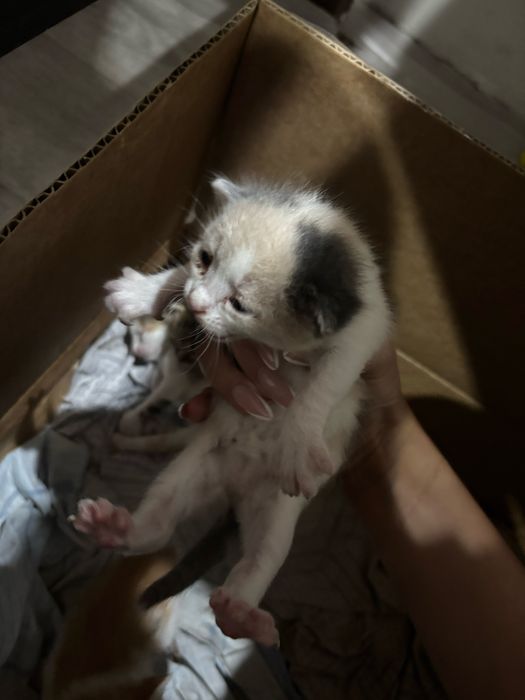 Котята отдам в добрые руки