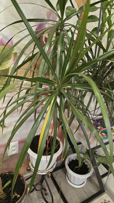 Продам комнатные цветы