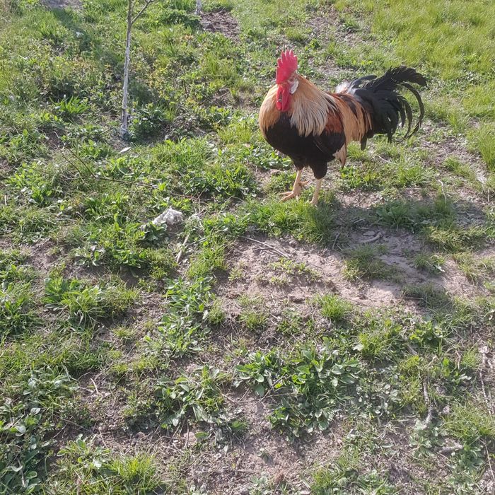 Cocoși de vânzare!