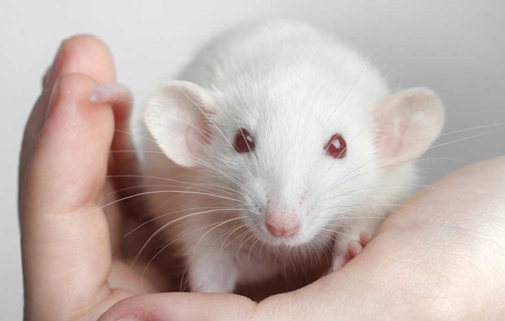 Крысята разных окрасов.