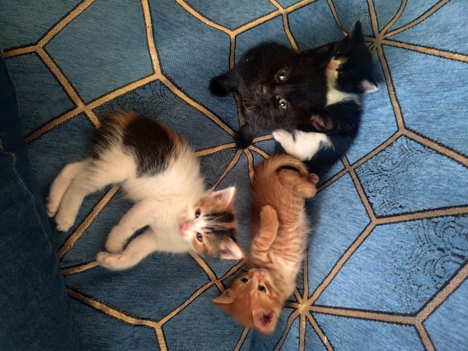 Отдам котят  возраст 1 мес.