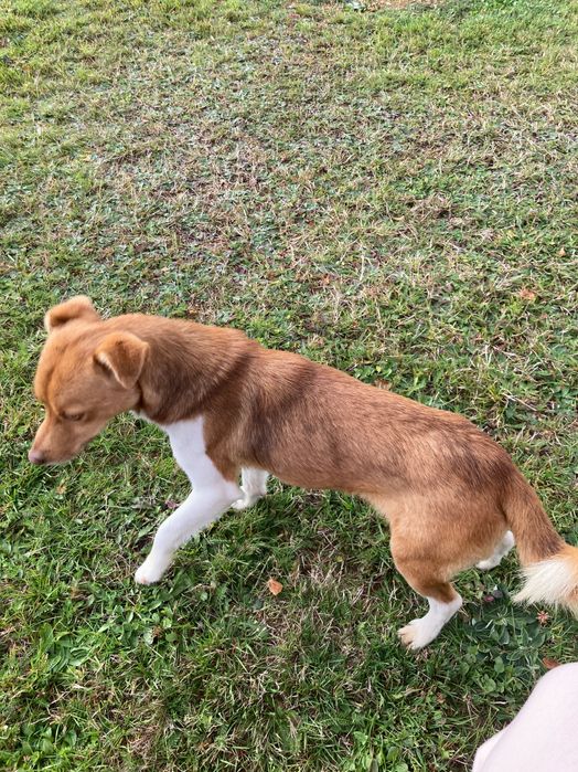 Ofer spre adopție cățel de talie mică vârsta de 2ani