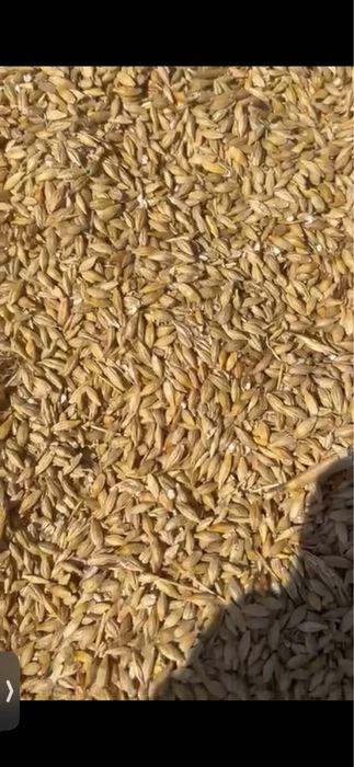 Продам ЯЧМЕНЬ срочно