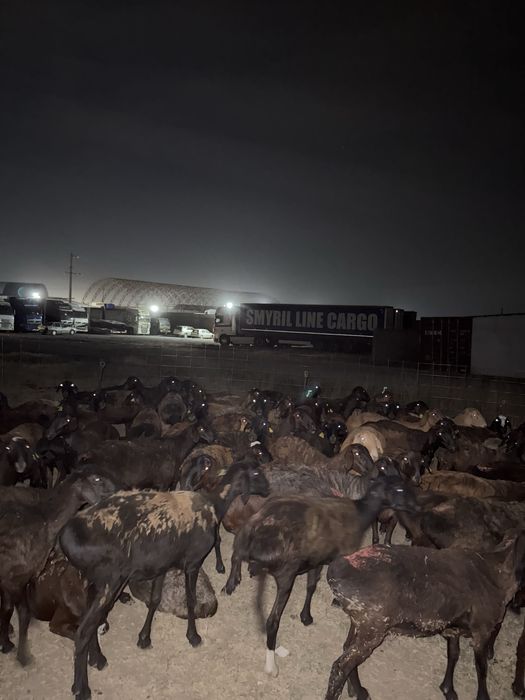 Құрбан айтқа қой