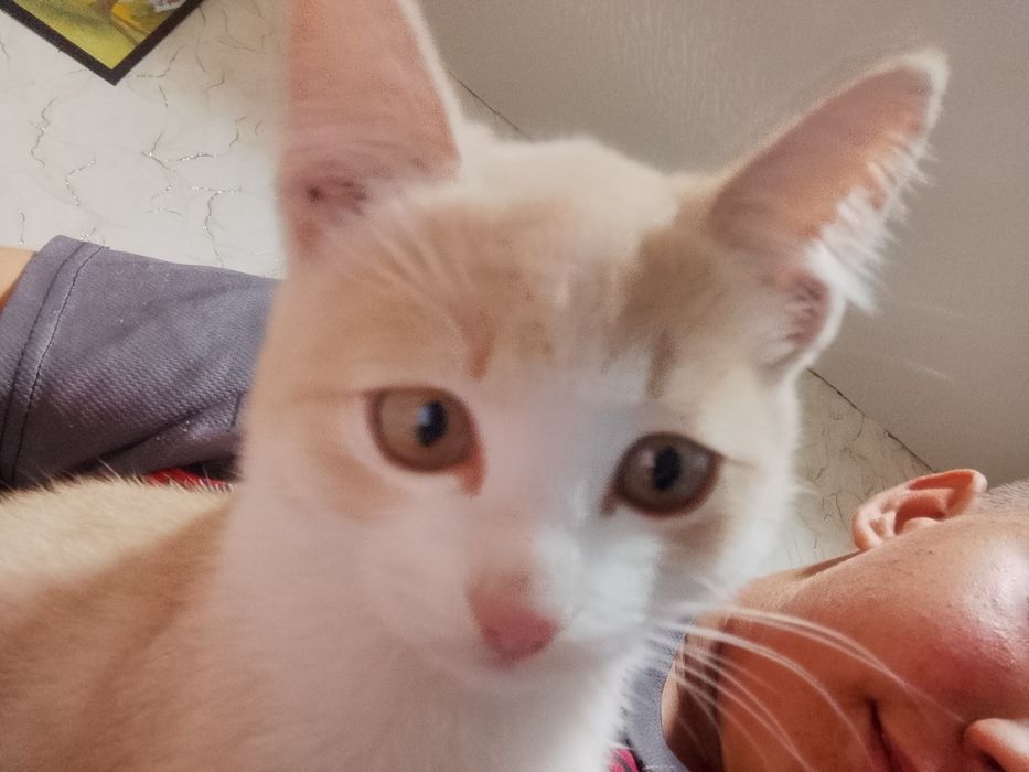 Пропал котёнок   рыжей