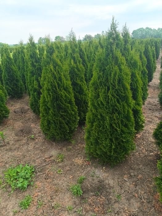 Pepinieră cu tuia aclimatizate  în România