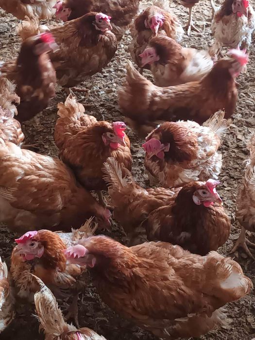 Gaini rosi ouatoare / Gaini de ouat de vanzare