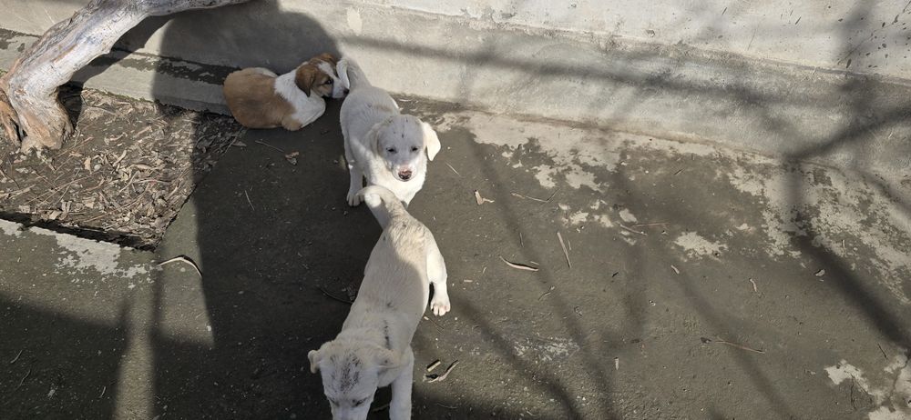 Продам щенков в добрые руки