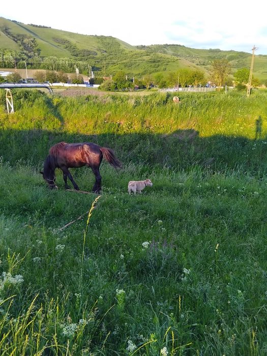 Cal de vânzare sânmărtinul de câmpie