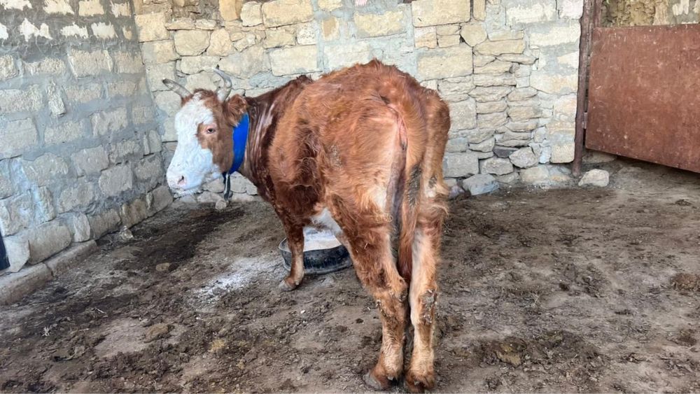 Сиыр сатылады етті ірі