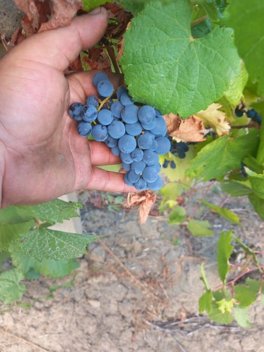 Vând struguri  de vin