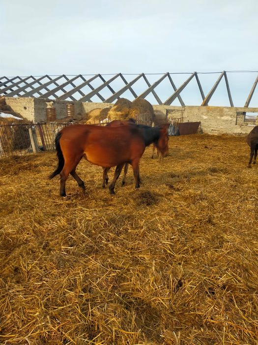 Құлынды биелер сатылады