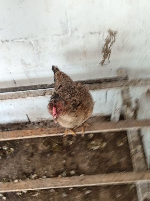 Продам курицу несётся