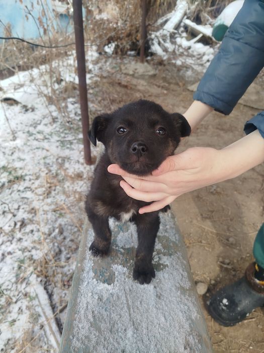 Отдам щенков  дворняги!