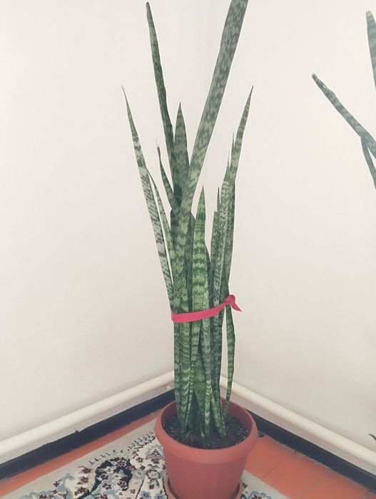 Цветы Сансеверия