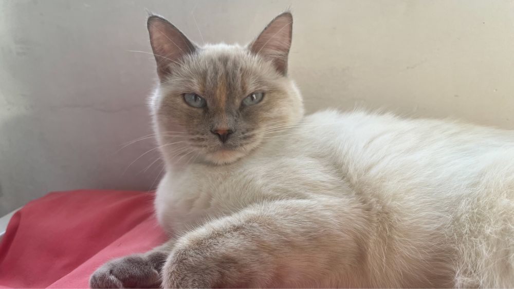 Отдаем в хорошие руки, кошка